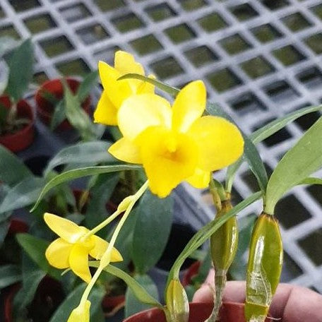 Dendrobium griffithianum × sib 2.5"