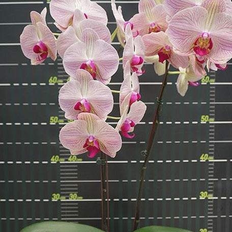 Phalaenopsis Miki Classical Beauty '61' 2.5"