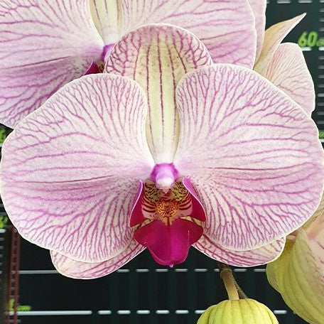 Phalaenopsis Miki Classical Beauty '61' 2.5"