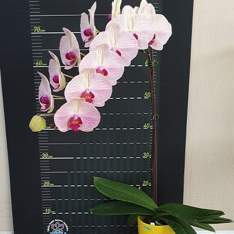 Phalaenopsis Miki Classical Beauty '61' 2.5"