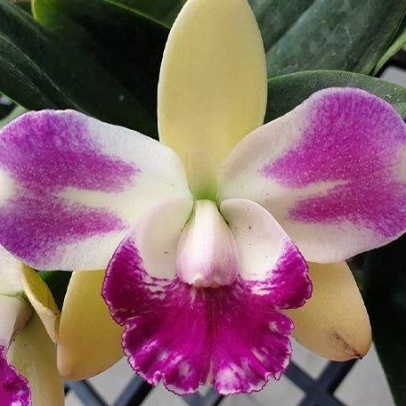 Rhyncholaeliocattleya Village Chief North 2.5"