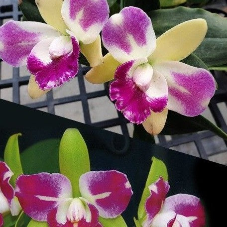 Rhyncholaeliocattleya Village Chief North 2.5"