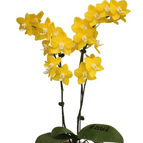 Phalaenopsis Sogo Meili 2.5"