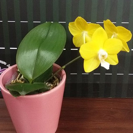 Phalaenopsis Sogo Meili 2.5"