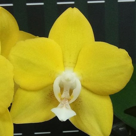 Phalaenopsis Sogo Meili 2.5"