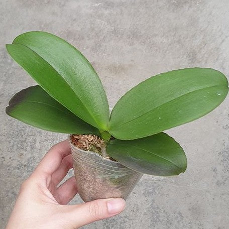 Phalaenopsis Sogo Meili 2.5"