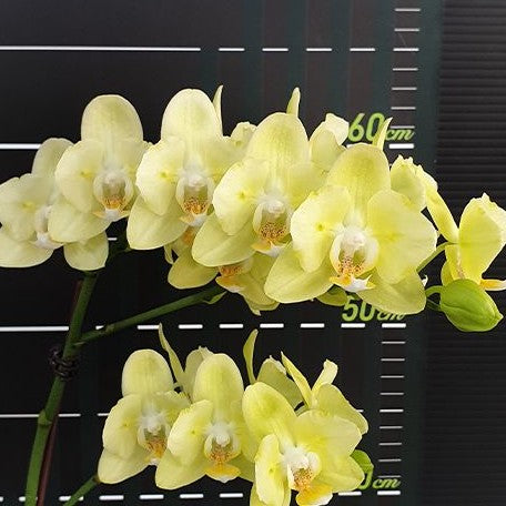 Phalaenopsis Taida Smile 'Taida Little Green' (peloric 2 eyes) 2.5"