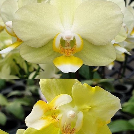 Phalaenopsis Taida Smile 'Taida Little Green' (peloric 2 eyes) 2.5"