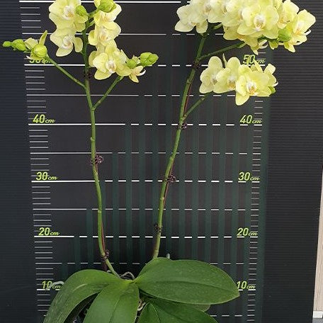 Phalaenopsis Taida Smile 'Taida Little Green' (peloric 2 eyes) 2.5"