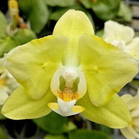 Phalaenopsis Taida Smile 'Taida Little Green' (peloric 2 eyes) 2.5"