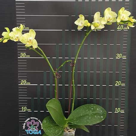 Phalaenopsis Taida Smile 'Taida Little Green' (peloric 2 eyes) 2.5"