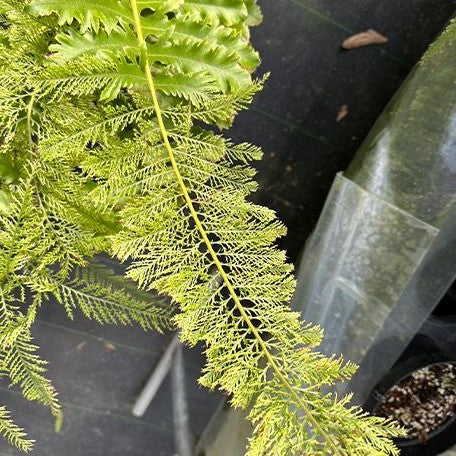 Aglaomorpha meyeniana var. crested 2.5"