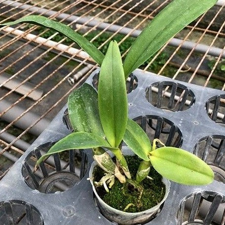 Rhyncholaeliocattleya Village Chief North 2.5"