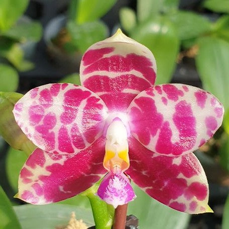 Phalaenopsis KS Super Zebra '84' 2.5" Fragrant