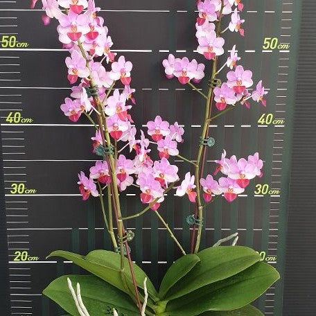 Phalaenopsis Liu's Triprince 2.5"