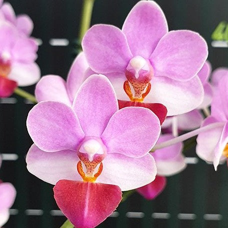 Phalaenopsis Liu's Triprince 2.5"