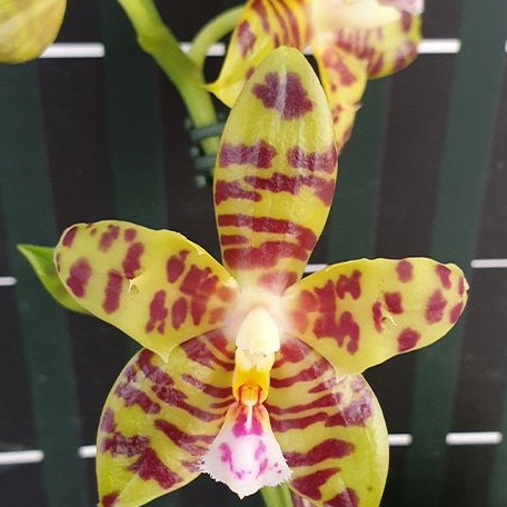 Phalaenopsis Aber Ambo 'Chartreuse' (peloric) 2.5"