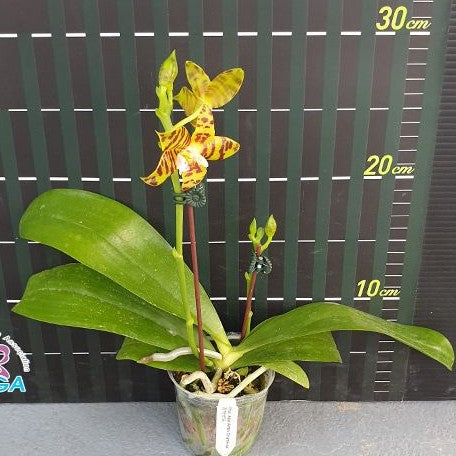 Phalaenopsis Aber Ambo 'Chartreuse' (peloric) 2.5"