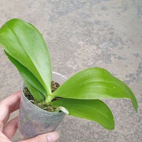 Phalaenopsis Aber Ambo 'Chartreuse' (peloric) 2.5"