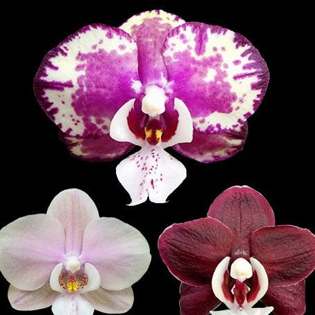 Phalaenopsis Kaoda Twinkle '1442' 2.5"