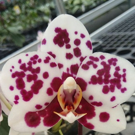 Phalaenopsis Golden Peoker '792' 2.5"