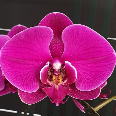 Phalaenopsis Miki Big Red '95' 2.5"