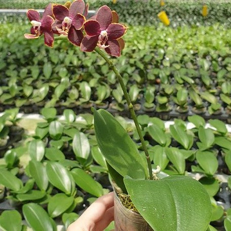 Phalaenopsis Chiada Stacy '607' 2.5"