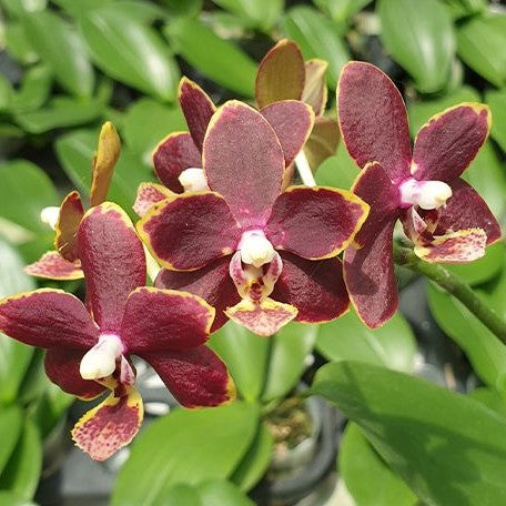 Phalaenopsis Chiada Stacy '607' 2.5"