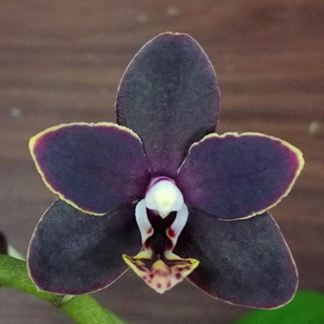 Phalaenopsis Chiada Stacy '607' 2.5"