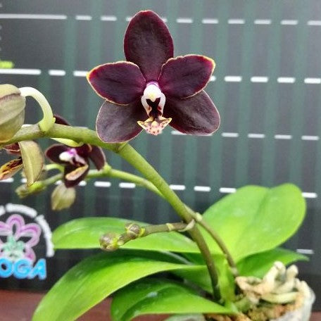Phalaenopsis Chiada Stacy '607' 2.5"