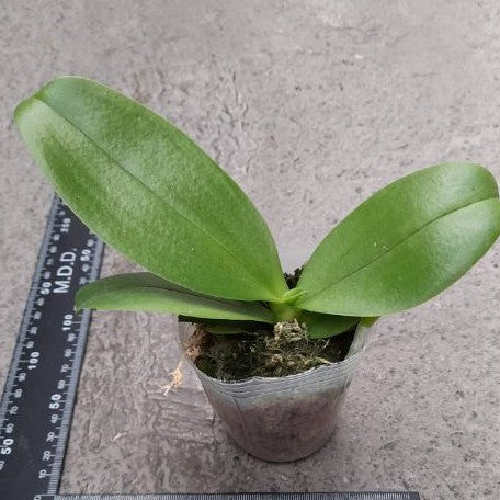 Phalaenopsis Chiada Stacy '607' 2.5"