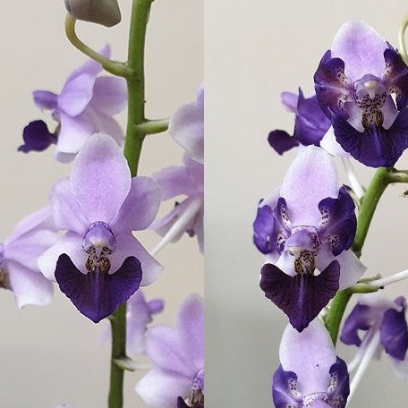 Phalaenopsis Memoria Val Rettig (peloric) 2.5"