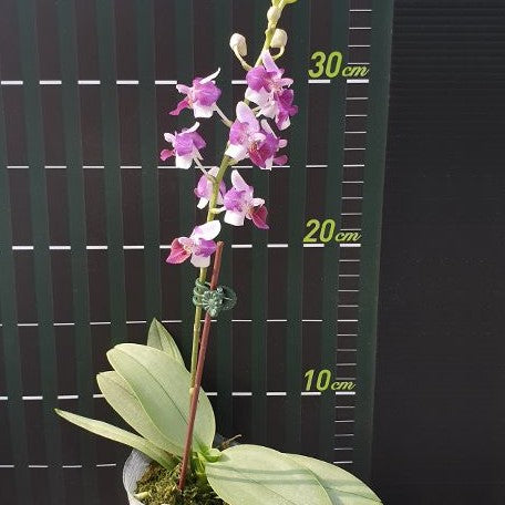 Phalaenopsis Memoria Val Rettig (peloric) 2.5"