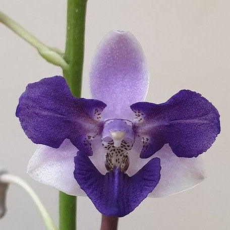 Phalaenopsis Memoria Val Rettig (peloric) 2.5"