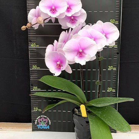 Phalaenopsis (Yu Pin Easter Island × Fusheng's Bridal Dress) × Taida New Luchia 2.5"