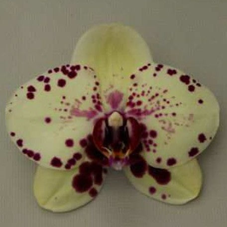 Phalaenopsis Sogo Aerea 2.5"
