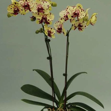 Phalaenopsis Sogo Aerea 2.5"