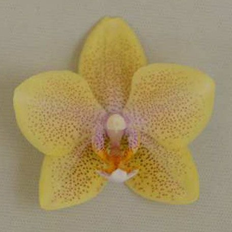 Phalaenopsis Sogo Ginger Glam 2.5" Fragrant