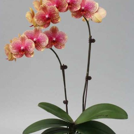 Phalaenopsis Sogo Sun Beauty 3.0"