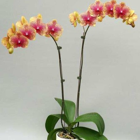 Phalaenopsis Sogo Sun Beauty 3.0"