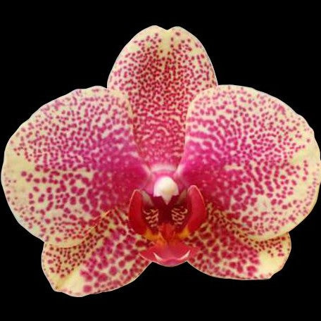 Phalaenopsis Sogo Sun Beauty 3.0"