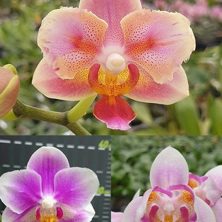 Phalaenopsis Jc Red Peacock 2.5"