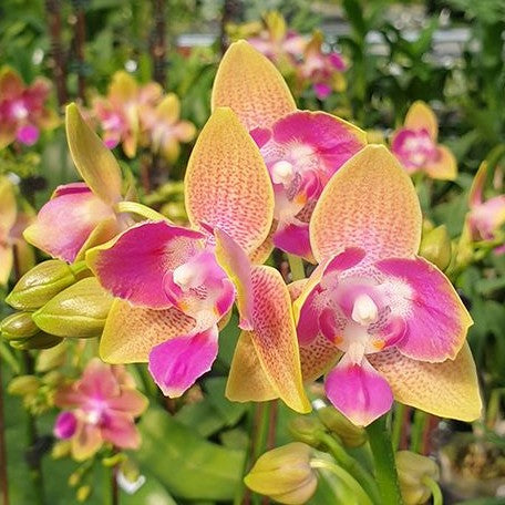 Phalaenopsis Miki Golden Sand '1363' (peloric 3 lips) flask