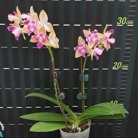 Phalaenopsis Miki Golden Sand '1363' (peloric 3 lips) 2.5" Fragrant