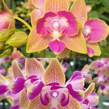 Phalaenopsis Miki Golden Sand '1363' (peloric 3 lips) 2.5" Fragrant