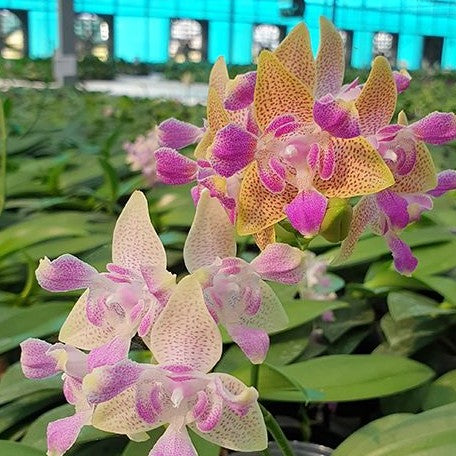 Phalaenopsis Miki Golden Sand '1363' (peloric 3 lips) 2.5" Fragrant