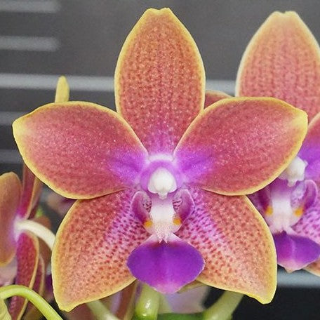 Phalaenopsis Miki Golden Sand '1363' (peloric 3 lips) 2.5" Fragrant
