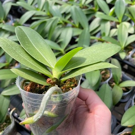Phalaenopsis Miki Golden Sand '1363' (peloric 3 lips) 2.5" Fragrant