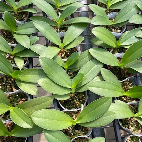 Phalaenopsis Miki Golden Sand '1363' (peloric 3 lips) 2.5" Fragrant