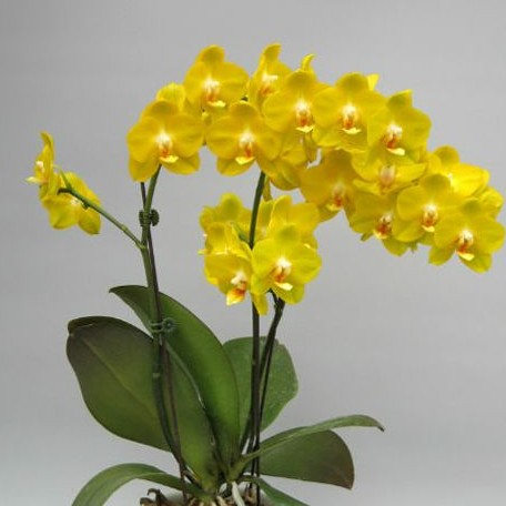 Phalaenopsis Sogo Shito 2.5" Fragrant